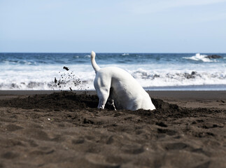 White dog playing near the sea. Little white doggy digging sand near the sea. Naughty dog