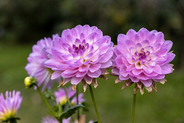 Beautiful pink dahlia in garden. A picture of the beautiful pink dahlia.