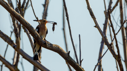 A Hoopoe in a tree with big insect for feeding © hecke71