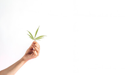 Fototapeta na wymiar Flowering cannabis plant. Grower holds fresh branch in his hand. Marijuana bloom on isolated background.