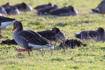 A large of Geese at a nature reserve. The flock is looking for food and eating. This photograph was taken on a col December morning.