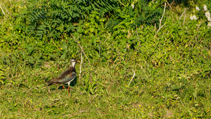 A Lapwing on a meadow in the Danube Delta	