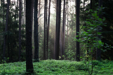 Morning Misty Sunlight in Pinewood Forest. Beautiful Morning Landscape View. Lithuania