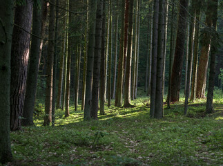 Morning Sunlight in Pinewood Forest. Trail, Forest Path in Background. Beautiful Morning Landscape View. Lithuania