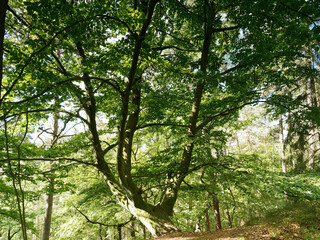 Fototapeta premium Hessische Waldlandschaft. Burgwaldpfad. Vom Bergsporn des Christenbergs durch wunderschönen mystischer Wald mit Forstwegen gesäumt von riesige Buchen, Eichen und Waldkiefern