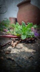 Very beautiful plant