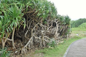 ビヨウタコノキ