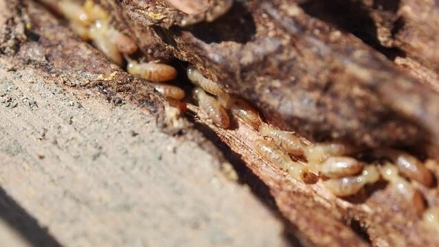 Macro Shot of Worker and nasute termites in house eating wood door frame.