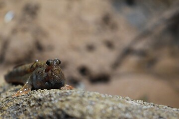 水族館にいるハゼの一種