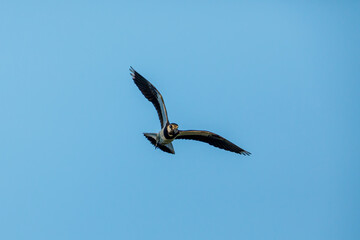 A Lapwing at flight in the Danube Delta	
