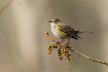 Yellow-rumped warbler perched on tree branch with seeds