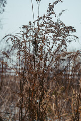 tree in winter