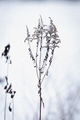 snow covered branches of tree