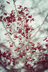 red autumn leaves