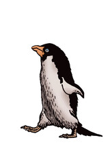 Color vector penguin on white isolated , bird of Antarctica and the south coast of Africa