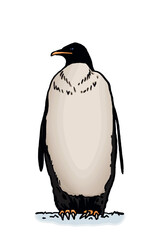 Color vector penguin on white isolated , bird of Antarctica and the south coast of Africa