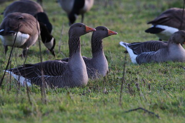 A large of Geese at a nature reserve. The flock is looking for food and eating. This photograph was taken on a col December morning.