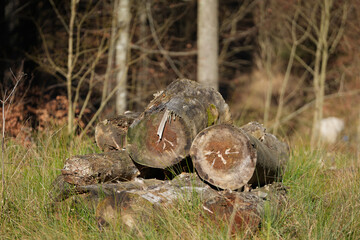 cut tree trunk in the forest