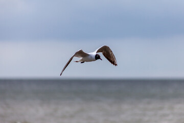 Fototapeta na wymiar seagull flying over water
