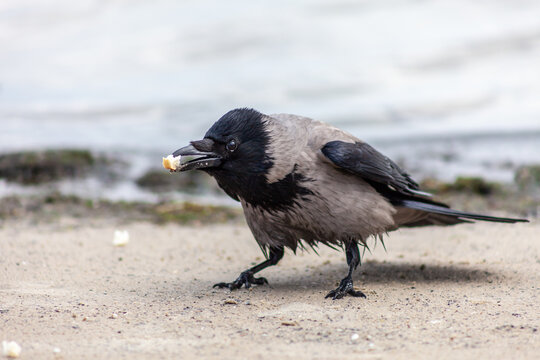 young black bird, crow eating bread at the sand beach, strand, baltic sea