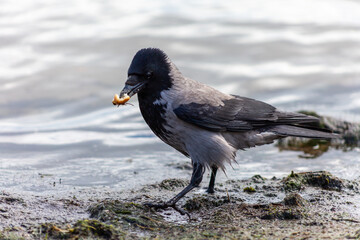young black bird, crow eating bread at the sand beach, strand, baltic sea