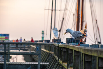 seagull watching the harbour on a mild evening