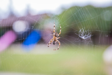 The spider climbs on the web. A brown spider waits for its prey in its web