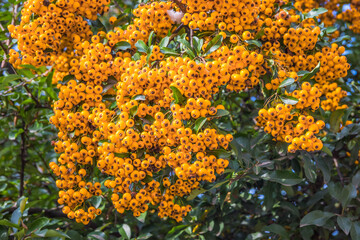Rowan branches with ripe fruits close-up. Orange rowan berries on the rowan tree branches, ripe rowan berries closeup and green leaves.