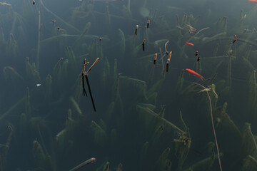 Koi fish swimming in a lake in china