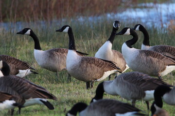 A large of Geese at a nature reserve. The flock is looking for food and eating. This photograph was taken on a col December morning.