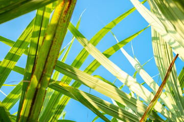 Sugarcane leaf and blue sky background  in sugarcane fields in the rainy season, has greenery and freshness. Shows the fertility of the soil