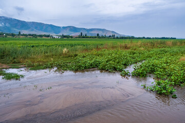 rice plantation