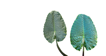 Isolated dusty Alocasia navicularis leaves with clipping paths on white background