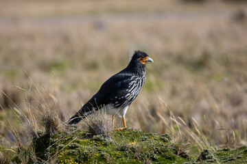 Carunculated Caracara from the meadows of Ecuador