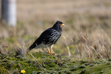 Carunculated Caracara from the meadows of Ecuador