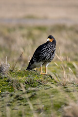 Carunculated Caracara from the meadows of Ecuador