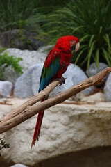 Zoo de la Palmyre - Royan France
