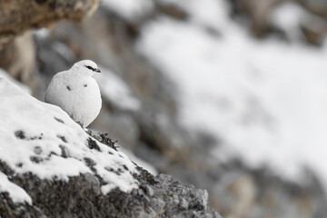 Rock ptarmigan on snow, fine art portrait (Lagopus muta)