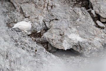 On the rocks, the rock ptarmigan male (Lagopus muta)