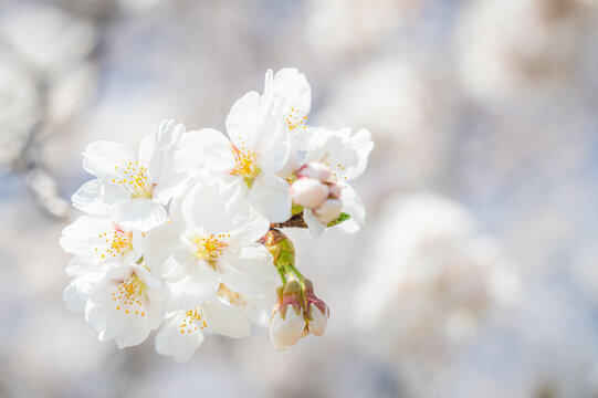 春の花　ソメイヨシノ