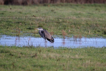 A stunning animal portrait of a Grey Heron in a field