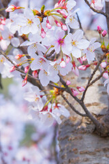 満開を迎えた美しい桜の花