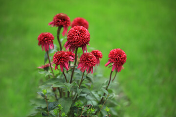 jeżówki ( Echinacea purpurea ) 