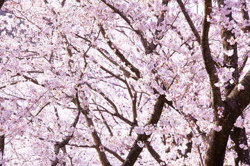 満開を迎えた美しい桜の花