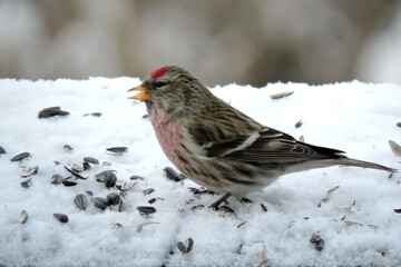 A male common redpoll with a bright red patch on its forehead and a red breast standing in snow and eating sunflower seeds, blurred background
