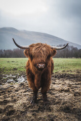a brown Scotland Highlands cattle cow with long horns standing on a mud field with grass and mountains in the background, foggy and wet weather.