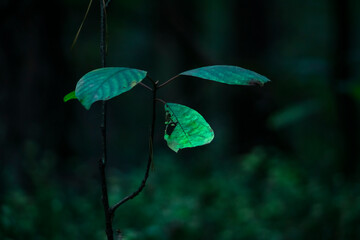 Zieleń w lesie © Quazers