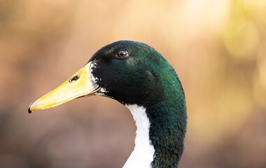 Indische Laufente , Portrait 