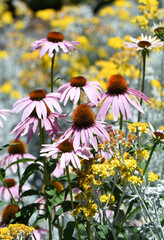 Colorful sunny summer wildflower garden with pink coneflowers Echinacea purpureum and yellow flowers and grey foliage of Snow in Summer Cerastium tomentosum