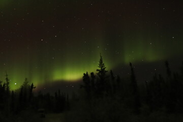 forest in the night